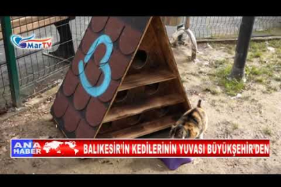 BALIKESİR’İN KEDİLERİNİN YUVASI BÜYÜKŞEHİR’DEN