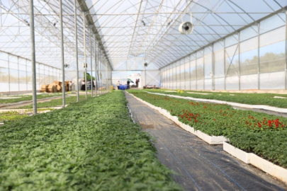 Ordu’nun güzelliği Büyükşehir’in serasından yükseliyor