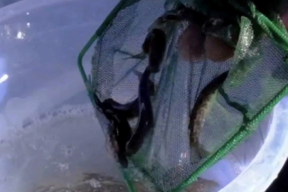 Kastamonu dereleri kırmızı benekli alabalıklarla yeniden can buldu