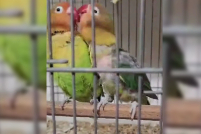 Çanakkale Biga'da belgesiz papağan operasyonu: 9 kuş yakalandı