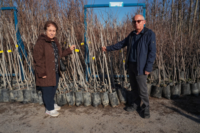 Kocaeli 3 bin 600 Trabzon hurması fidanı dağıtıyor