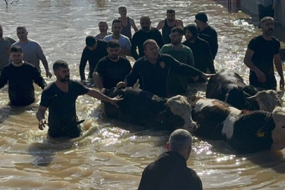 Manisa'da sel sefeberliği... 44 vatandaş ve 127 hayvan tahliye edildi