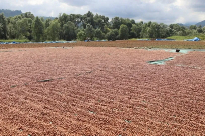 Ordu’da fındık hasadı ve katma değerli üretim
