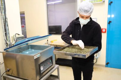 Tarladan Türkiye’ye Ormanya imzası... Tıbbi ve aromatik bitkiler değer kazanıyor