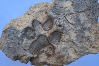4 bin yıllık kerpiçte köpek patisi izi bulundu!